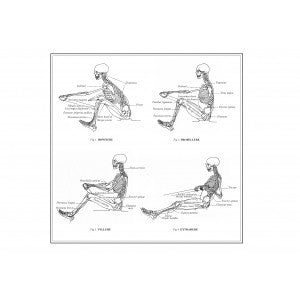 Anatomy of Rowing